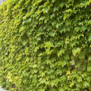 Golden Boston Ivy Live Plant - Parthenocissus Tricuspidata - 2.5 inch Pot - Image 1