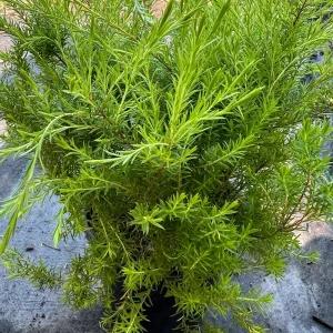 Golden Breath of Heaven Live Plant - Evergreen Shrub, 6 inch pot - Image 2