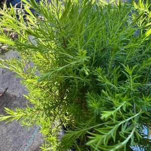 Golden Breath of Heaven Live Plant - Evergreen Shrub, 6 inch pot - Image 4