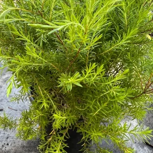 Golden Breath of Heaven Live Plant - Evergreen Shrub, 6 inch pot - Image 5