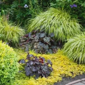Golden Creeping Jenny Live Plant – Lysimachia 'Aurea' – 2.5 inch Pot – Outdoor Ground Cover - Image 6