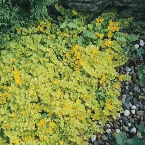 Golden Creeping Jenny Live Plant – Lysimachia 'Aurea' – 2.5 inch Pot – Outdoor Ground Cover - Image 7