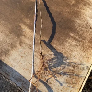 Golden Delicious Apple Tree Bare Root 2-3 ft Tall Live Plant Outdoor - Image 3