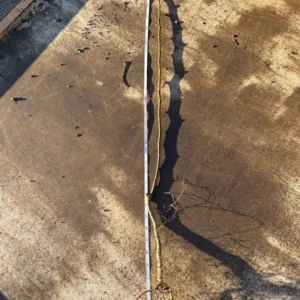 Golden Delicious Apple Tree Bare Root 2-3 ft Tall Live Plant Outdoor - Image 4