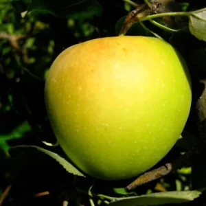 Golden Delicious Apple Tree Live Plant - Bare Root 6-12" Tall - USDA Zones 4-8 - Image 2