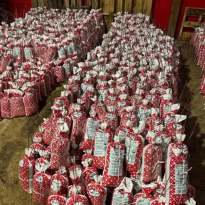 Golden Delicious Apple Tree Live Plant - Bare Root 6-12