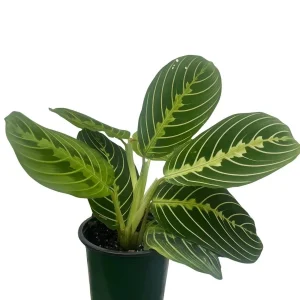 Golden Lemon Prayer Plant Maranta Live Plant - 4 inch Pot - Indoor Houseplant - Image 2