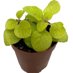 Golden Lemon Swedish Ivy Live Plant - Plectranthus - 2.5 inch Pot - Indoor/Outdoor - Image 1