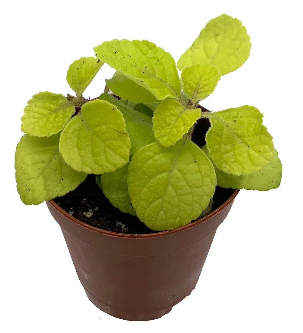 Golden Lemon Swedish Ivy Live Plant - Plectranthus - 2.5 inch Pot - Indoor/Outdoor - Image 1