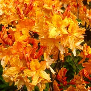 Golden Lights Exbury Azalea Live Plant – Very Hardy Shrub – 4 inch Pot – Outdoor - Image 2