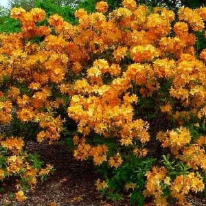 Golden Lights Exbury Azalea Live Plant – Very Hardy Shrub – 4 inch Pot – Outdoor - Image 3