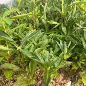 Golden Lights Exbury Azalea Live Plant – Very Hardy Shrub – 4 inch Pot – Outdoor - Image 4