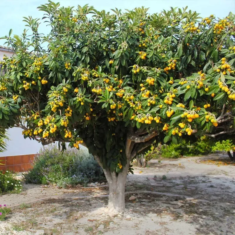 Golden Loquat Plant Live 6-8 Inches - Hardy Fruit Tree