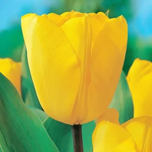 Golden Oxford Tulip Bulbs - Darwin Hybrid Yellow Tulips - Mid-Spring Blooms - Image 2