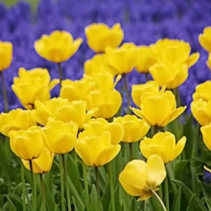 Golden Oxford Tulip Bulbs - Darwin Hybrid Yellow Tulips - Mid-Spring Blooms - Image 1