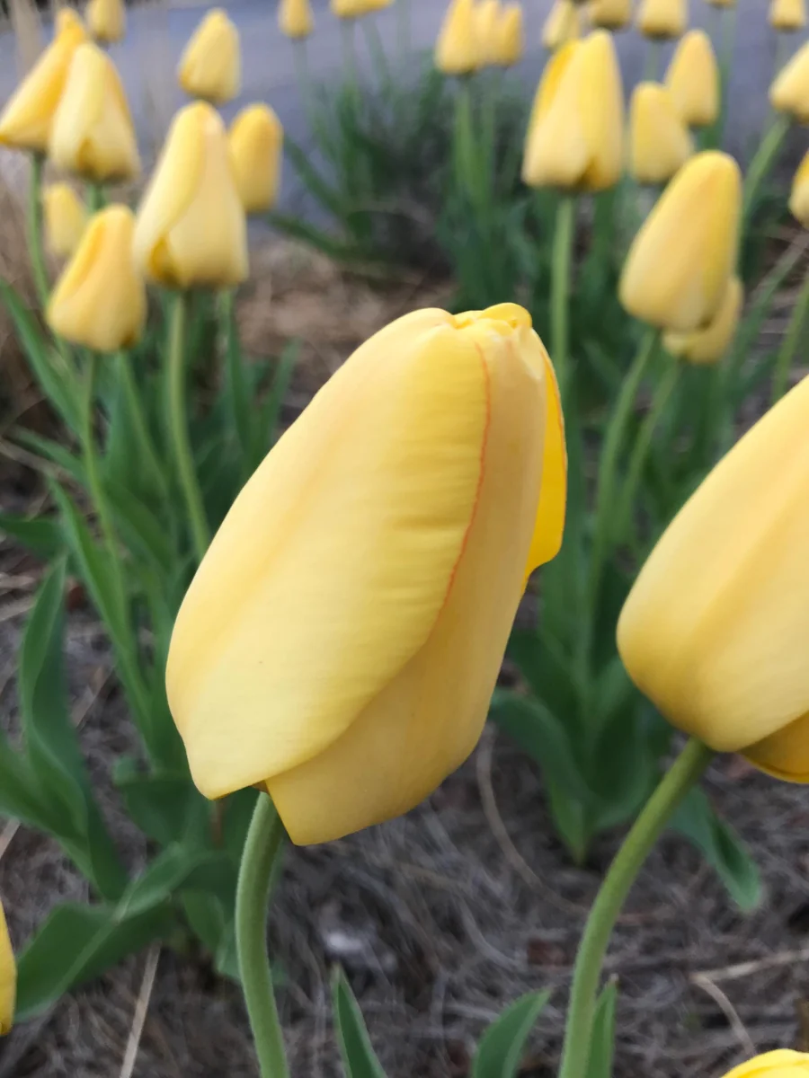 Golden Oxford Tulip Bulbs - Triumph Tulips - Approx. 450 Bulbs (40 lbs) - Image 2