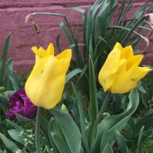 Golden Oxford Tulip Bulbs - Triumph Tulips - Approx. 450 Bulbs (40 lbs) - Image 3