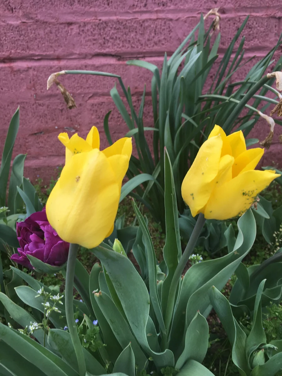 Golden Oxford Tulip Bulbs - Triumph Tulips - Approx. 450 Bulbs (40 lbs) - Image 3