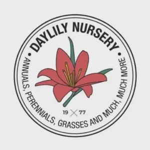 Golden Oxford Tulip Bulbs - Triumph Tulips - Approx. 450 Bulbs (40 lbs) - Image 5