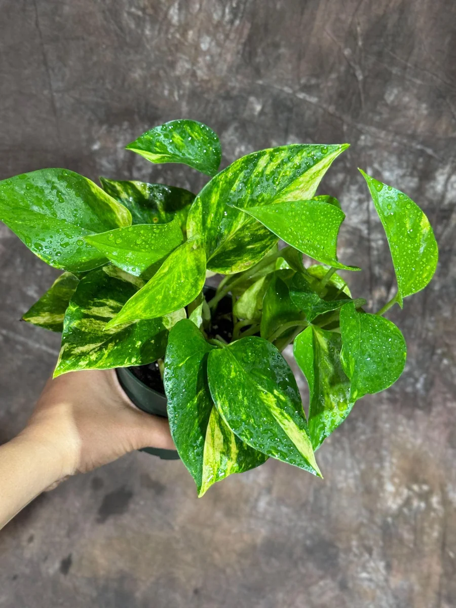 Golden Pothos Live Plant – 4 inch Nursery Pot – Easy Care Houseplant – Indoor - Image 2