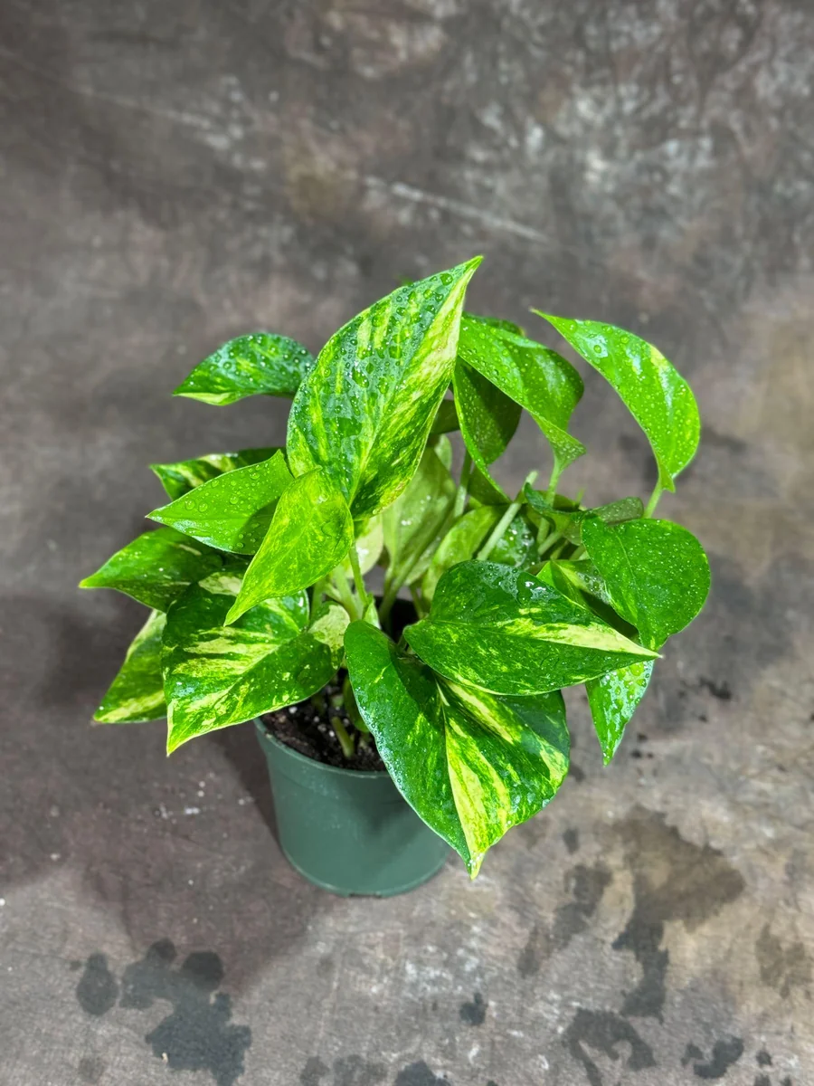 Golden Pothos Live Plant – 4 inch Nursery Pot – Easy Care Houseplant – Indoor - Image 3