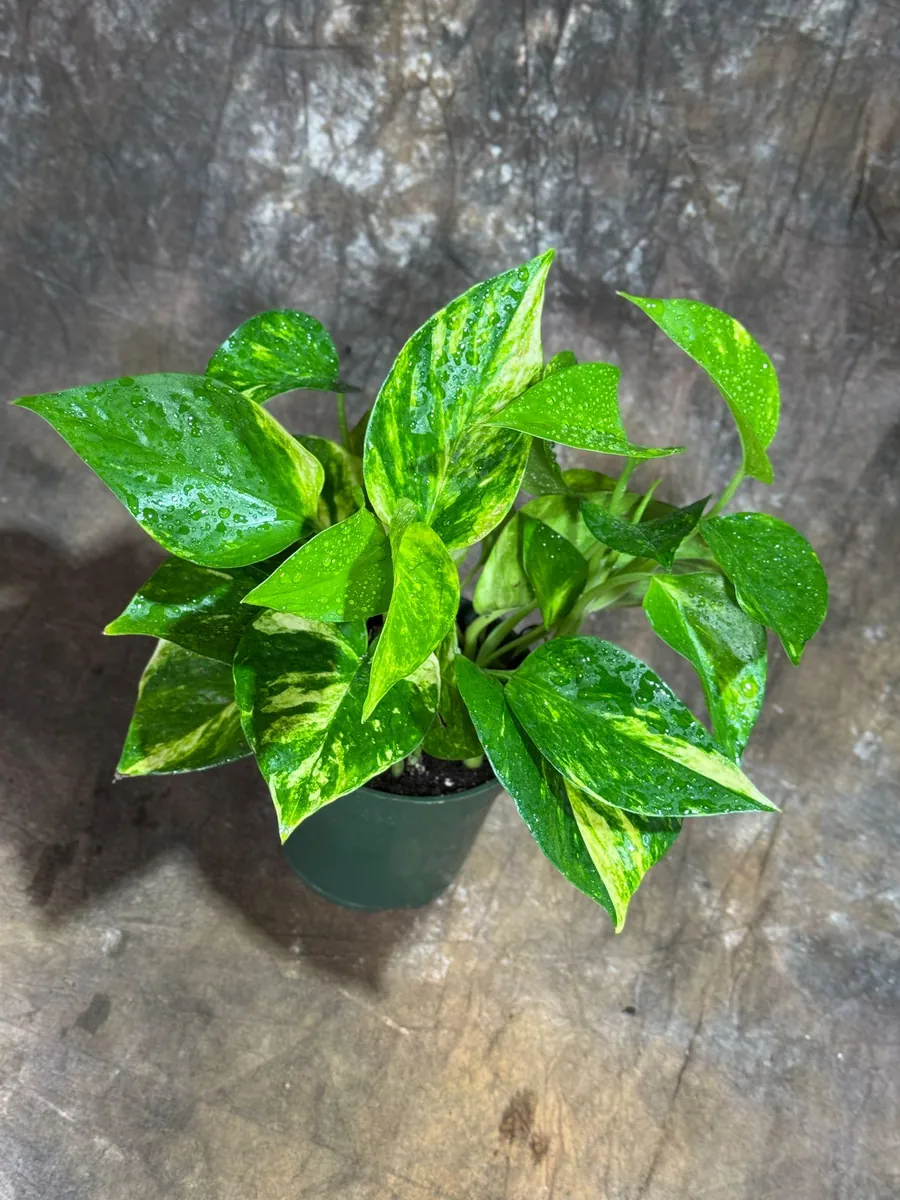 Golden Pothos Live Plant – 4 inch Nursery Pot – Easy Care Houseplant – Indoor - Image 4