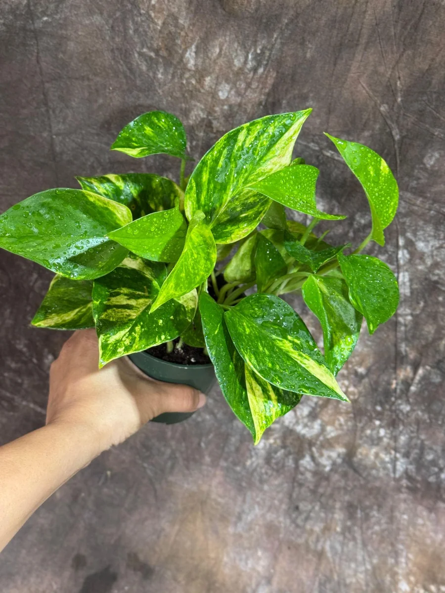 Golden Pothos Live Plant – 4 inch Nursery Pot – Easy Care Houseplant – Indoor - Image 5