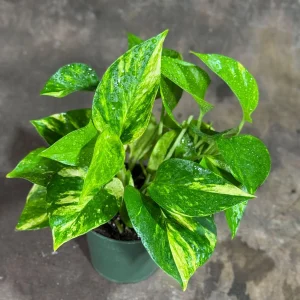 Golden Pothos Live Plant – 4 inch Nursery Pot – Easy Care Houseplant – Indoor - Image 6