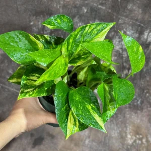 Golden Pothos Live Plant - 4" Nursery Pot - Easy Care Low Light Indoor Plant - Image 2