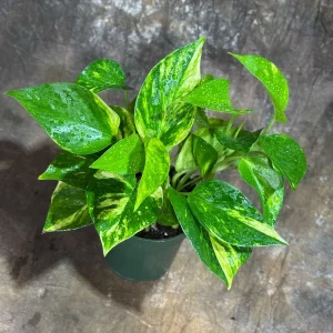 Golden Pothos Live Plant - 4