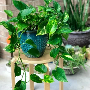 Golden Pothos Live Plant – 4” Pot or Cuttings – Easy Care Indoor Houseplant – Low Light Air Purifier - Image 2