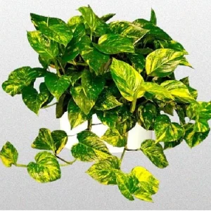 Golden Pothos Live Plant - Devil's Ivy Epipremnum - 2 Plants - 3" Pots - Indoor - Image 2