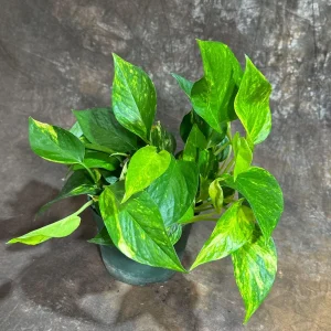 Golden Pothos Live Plant – Easy Care Houseplant – 6 inch Grow Pot – Indoor Air Purifier - Image 3