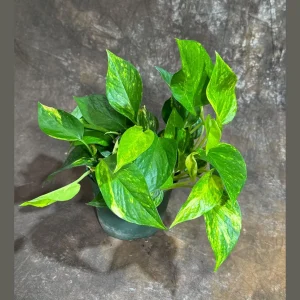 Golden Pothos Live Plant – Easy Care Houseplant – 6 inch Grow Pot – Indoor Air Purifier - Image 1