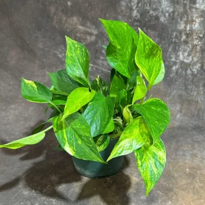 Golden Pothos Live Plant – Easy Care Houseplant – 6 inch Grow Pot – Indoor Air Purifier - Image 4