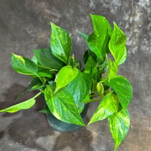 Golden Pothos Live Plant – Easy Care Houseplant – 6 inch Grow Pot – Indoor Air Purifier - Image 5