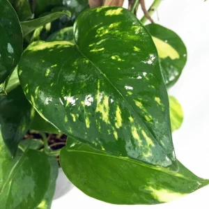 Golden Pothos Live Plant – Epipremnum Aureum – 4" Pot – Easy Care Indoor Houseplant - Image 2