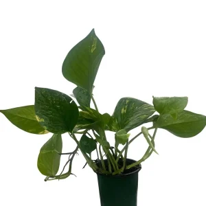Golden Pothos Live Plant – Epipremnum Aureum – 4" Pot – Easy Care Indoor Houseplant - Image 1