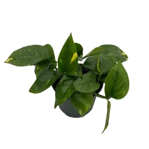 Golden Pothos Live Plant – Epipremnum Aureum – 6 inch Pot – Indoor Houseplant - Image 1