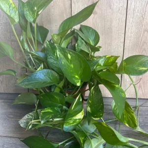 Golden Pothos Live Plant - Large 6 inch Pot, Air Purifying Houseplant - Image 2