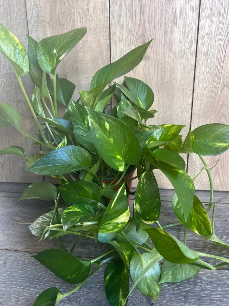 Golden Pothos Live Plant - Large 6 inch Pot, Air Purifying Houseplant - Image 2