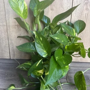 Golden Pothos Live Plant - Large 6 inch Pot, Air Purifying Houseplant - Image 3