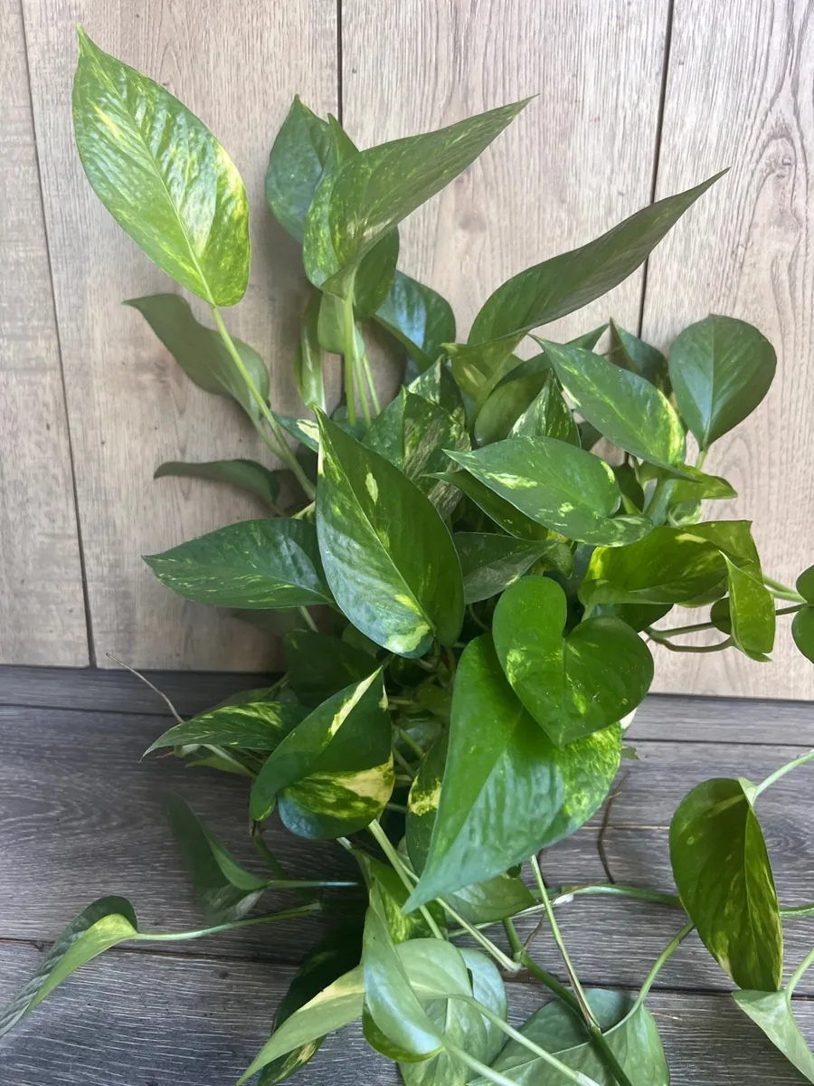 Golden Pothos Live Plant - Large 6 inch Pot, Air Purifying Houseplant - Image 3