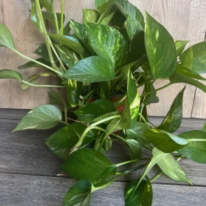 Golden Pothos Live Plant - Large 6 inch Pot, Air Purifying Houseplant - Image 4