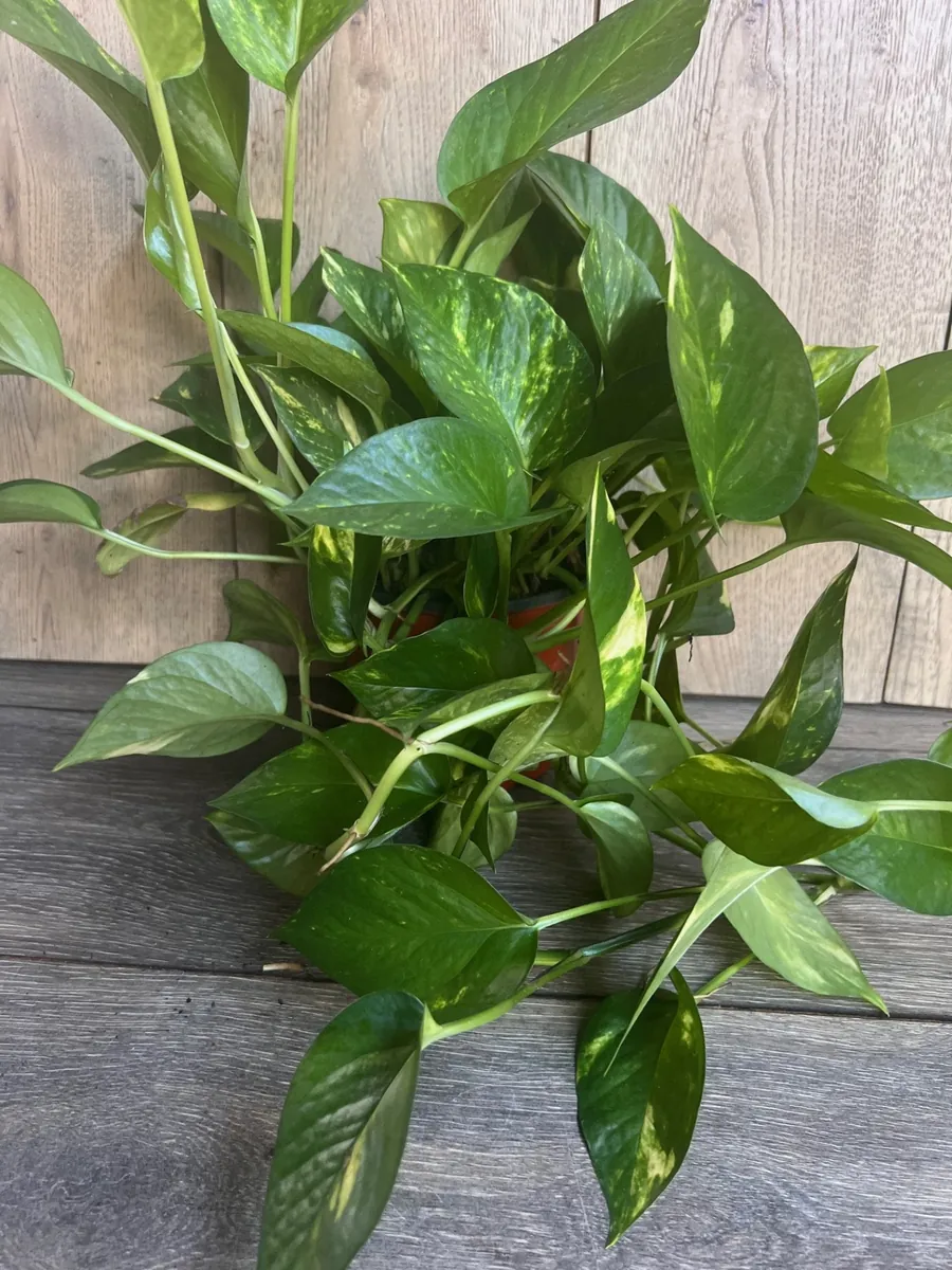 Golden Pothos Live Plant - Large 6 inch Pot, Air Purifying Houseplant - Image 4