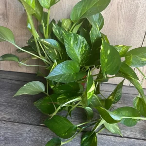 Golden Pothos Live Plant - Large 6 inch Pot, Air Purifying Houseplant - Image 5
