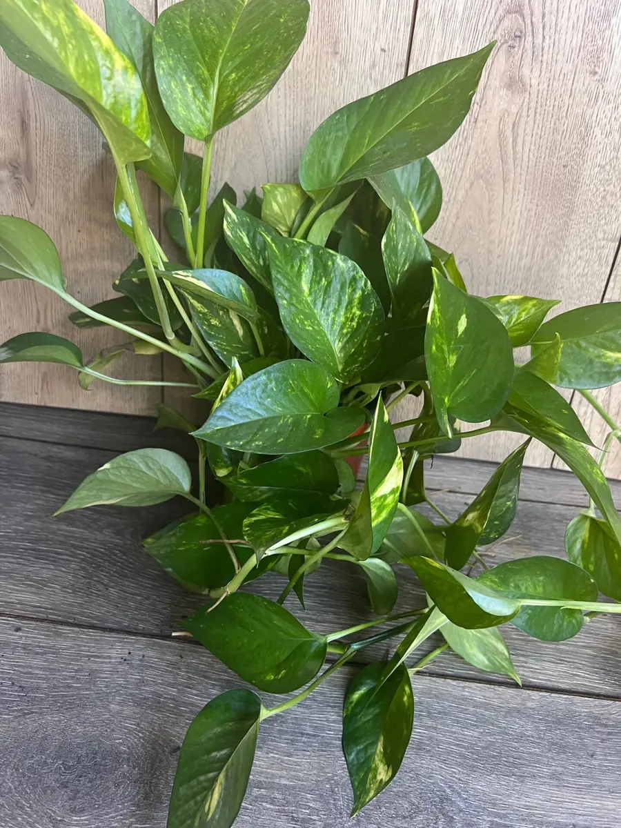 Golden Pothos Live Plant - Large 6 inch Pot, Air Purifying Houseplant - Image 5