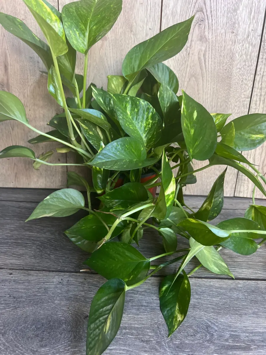 Golden Pothos Live Plant - Large 6 inch Pot, Air Purifying Houseplant - Image 6