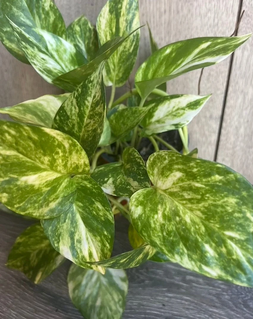 Golden Pothos Live Plant - Large 6 inch Pot, Air Purifying Houseplant - Image 1