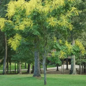 Golden Rain Tree Bare-root Plant - Koelreuteria paniculata - 2 Count - Image 3